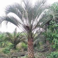 这是自家苗圃的布迪椰子树实拍的照片  买椰子树可以到本基地 