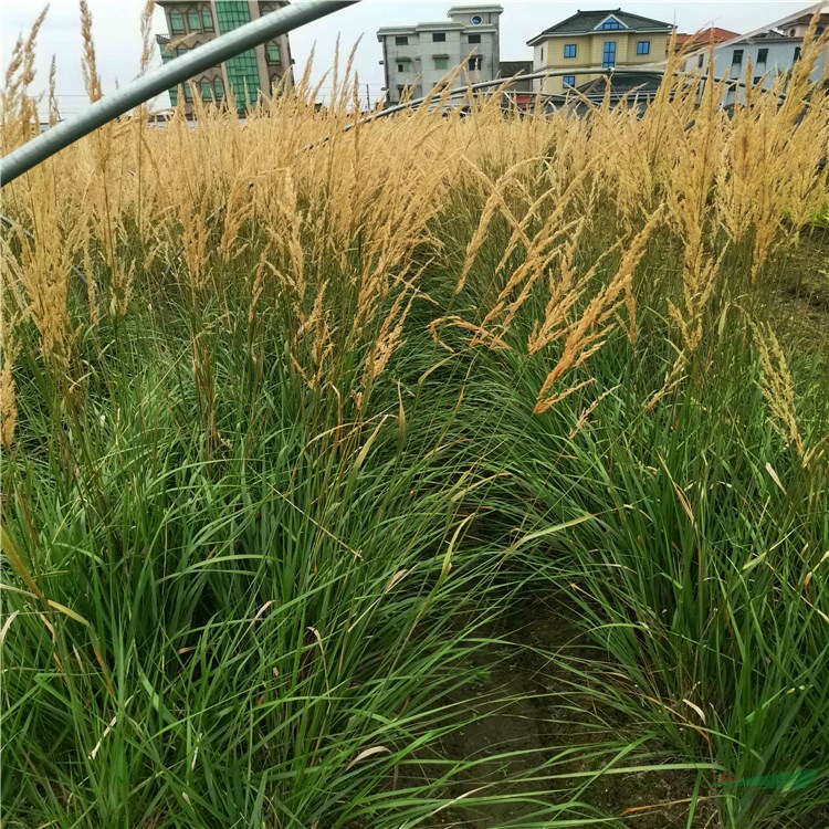 佛子茅营养钵苗 绿植花卉观赏植物江苏拂子茅草坪绿化 保护河岸 根基