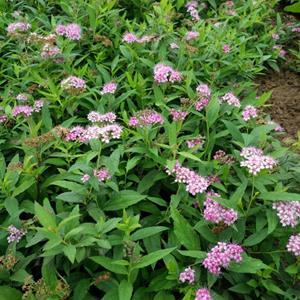 供应绣线菊 金山绣线菊、金焰绣线菊，红花绣线菊