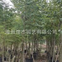 2021年福建宫粉紫荆批发 米径8-12公分 价格300元-1000元 漳州公分紫荆新报价