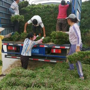 大量大叶油低价处理