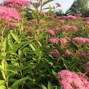 批发红花绣线菊杯苗 适应性强 庭院花园风景花苗 绿化工程苗四季种植 根系发达好成活 粉花绣线菊杯苗