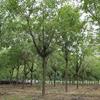 皂角树，适合园林绿化的多功能“宝藏”树