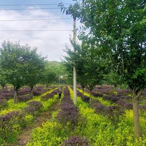 自有苗圃场直供：香樟、桂花、日本晚樱、银杏、红叶李、雪松、红叶石楠、小叶女贞\金叶女贞等