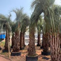 福建布迪椰子大量批发  自家基地有很多的布迪椰子大量批发滁州