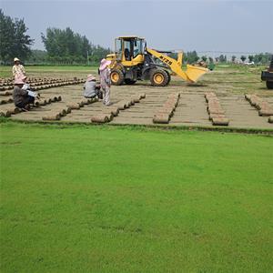 剪股颖草坪草坪厂家批发 庭院绿化草地耐践踏 高尔夫球场草坪运动场所草地