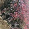 辽宁地区供应30-60公分紫叶小檗杯苗