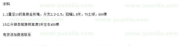 求购1.2米量10公分高接金枝槐、15公分银杏