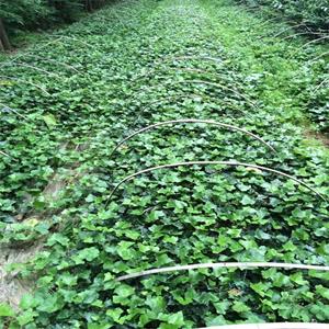 湖北常春藤批发 常春藤种植基地 武汉常春藤 湖北苗木