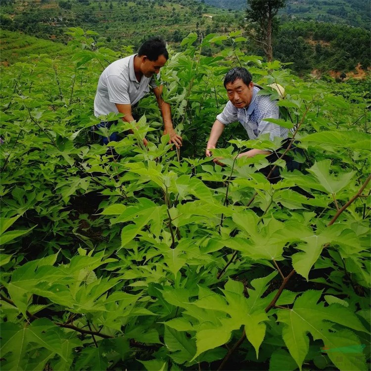 构树茶的功效与作用(构树叶治湿疹使用方法)