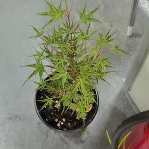 江苏品种枫树小苗价格优惠/江苏枫树小苗低价销售