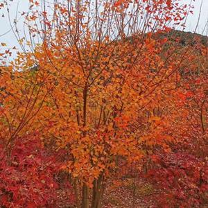 江苏日本枫树花散里价格优惠/江苏日本枫树花散里种植基地