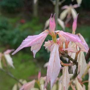 江苏日本红枫花散里特征/江苏日本红枫花散里栽培技术