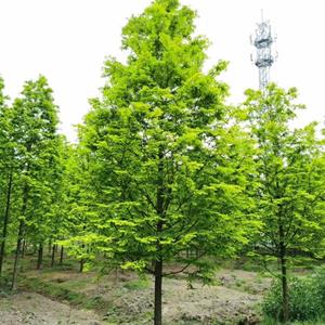 江苏金叶水杉价格优惠/江苏苏州金叶水杉种植基地