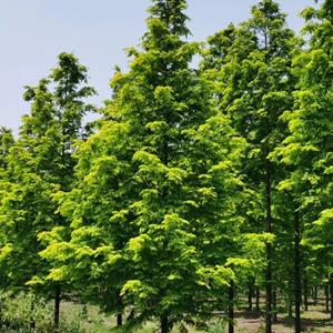 江苏苏圃生态金叶水杉苗圃基地/江苏金叶水杉量大优惠