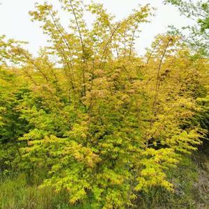 江苏苏圃生态太湖金枫种植基地/江苏太湖金枫价格优惠