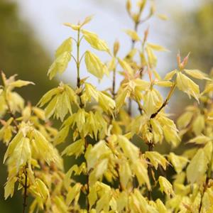 江苏苏圃生态日本红枫花散里价格优惠/江苏日本红枫花散里基地