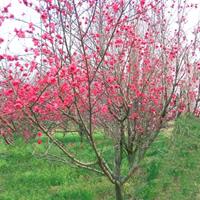 8公分红梅花·9公分梅花树·山西地区红梅基地