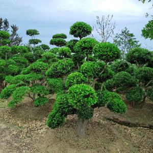 苗圃直销造型黄杨基地 造型黄杨价格优惠 别墅庭院景观树