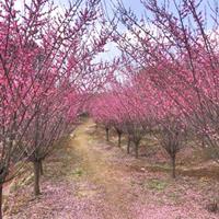 红梅花产地_红梅树产地_山西杏红梅主产地