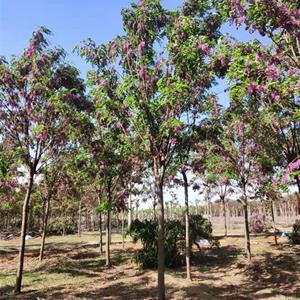 红花槐价格优惠 红花槐大型苗木基地 红花槐现货销售