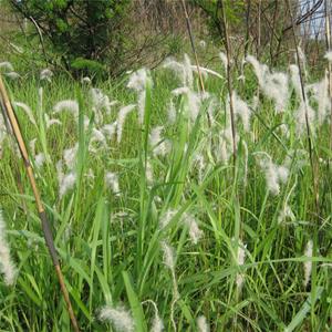 基地出售白茅 庭院小区观赏草 园林绿化工程植物