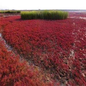 基地供应碱蓬草 护坡绿化荒山造景红色系地被植物 量大价优