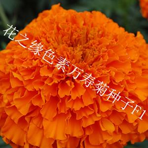 花之缘花卉色素万寿菊种子价格 F1代杂交色素万寿菊种子批发价格