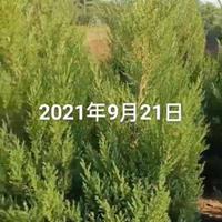 蜀桧批发 1.8米到2米蜀桧35元