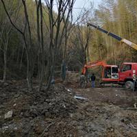 大小规格多杆朴树 湖北多杆朴树基地