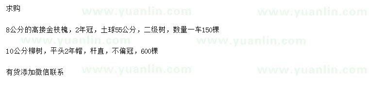 求购8公分高接金枝槐、10公分柳树