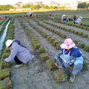 马尼拉草皮