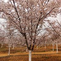 山东日本樱花 ,山东青岛阳光樱花报价