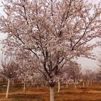 这是自家基地的飞寒樱花 ， 山东青岛飞寒樱花基地