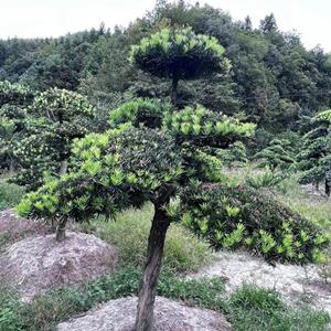 造型罗汉松-基地直供-福建