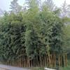 4-5米的黄金竹