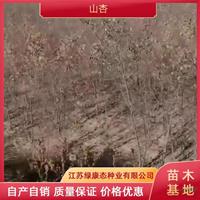 出售2公分山杏 山杏苗基地直销 江苏山杏 沭阳山杏苗圃