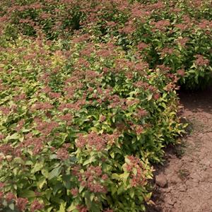 金山绣线菊 红花绣线菊、青叶绣线菊