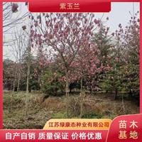 供应5公分紫玉兰 江苏紫玉兰 精品紫玉兰 专业种植紫玉兰