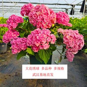 武汉江夏供应 绣球花 多品种 多规格