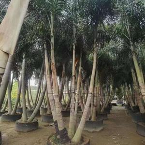 本基地有4米高狐尾椰子批发 5米高狐尾椰子 6米高狐尾椰子