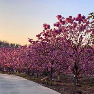 福建中闽园林常年供应10公分到30公分紫花风铃木