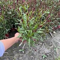 优质特价四川山桃草双色盆 成都山桃草产地直销