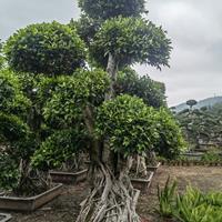 福建漳州小叶榕价格优惠