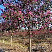 精品高杆紫薇基地直销 湖北高杆紫薇农户批发