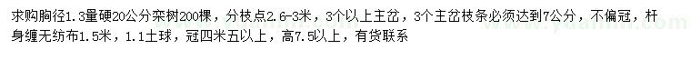 求购1.3米量20公分栾树