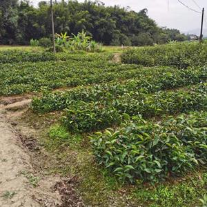 红花油茶苗