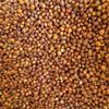 江西木豆种子批发 木豆种子产地价格 灌木种子