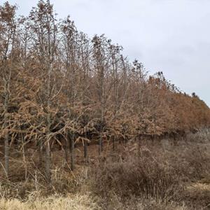 大量5-15中山杉供应