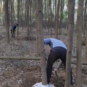 湖北荆州光杆小叶香樟